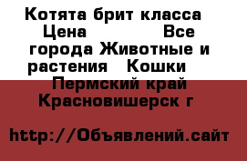 Котята брит класса › Цена ­ 20 000 - Все города Животные и растения » Кошки   . Пермский край,Красновишерск г.